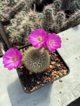 Rebutia violett